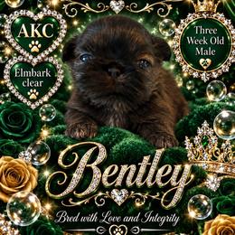 Bentley - Brindle male Shih Tzu puppy in Dallas, Texas from Almost Heaven Shih Tzu