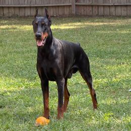 Cathal - Doberman Pinscher