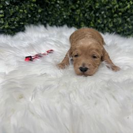 Teddy - Brown and white male Sheepadoodle puppy in Los Angeles, California from Exquisite Doodles