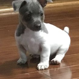 "Mud-E Acres Orpheus " Teddy Roosevelt Terrier Puppies from Mud-E Acres Kennel
