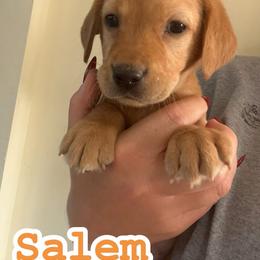 Salem - Yellow male Labrador Retriever puppy in Lucasville, Ohio from Backwoods Labradors