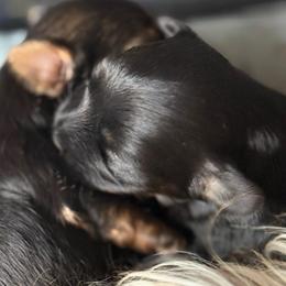 LKN060726-KBM - Black and gold male Yorkshire Terrier puppy in Gatesville, Texas from KontryKritterz Yorkies