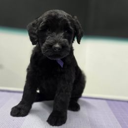 Ziti - Black female Giant Schnauzer puppy in Parker, Colorado from Pawsh K9’s