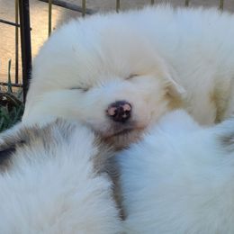 Great Pyrenees Puppies from Painted Sky