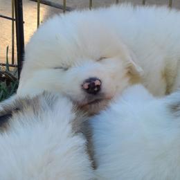 Great Pyrenees Puppies from Painted Sky
