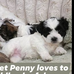 Havanese Puppies from Marcia Hamlet