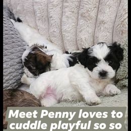 Havanese Puppies from Marcia Hamlet