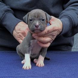 American Staffordshire Terrier puppies from GrinNation Noble Am Staffs