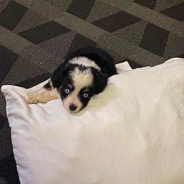 Toy Australian Shepherd All Grown Up from The Ranch of the Sun Toy Aussies