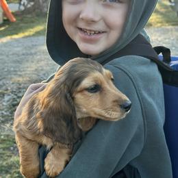 Boy 2 - Wild boar male Dachshund puppy in Licking, Missouri from Bean Creek Dachshunds & Terriers