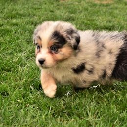 Australian Shepherd Puppies from The Good Shepherd