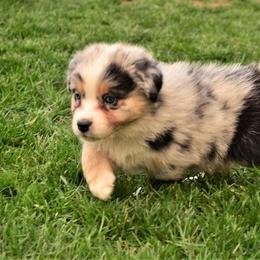 Australian Shepherd Puppies from The Good Shepherd