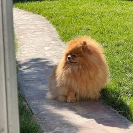Mango - Pomeranian