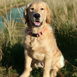 Rosie - Golden Golden Retriever puppy in Wichita Falls, Texas from Texas Gold Rush