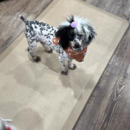 Patches - Poodle