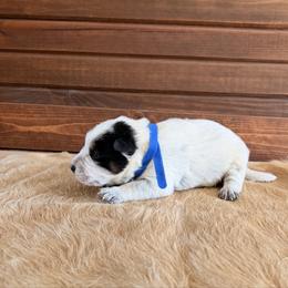 Blue Collar - Blue speckled male Australian Cattle Dog puppy in Nevada, Missouri from Back Road Dog Company, LLC