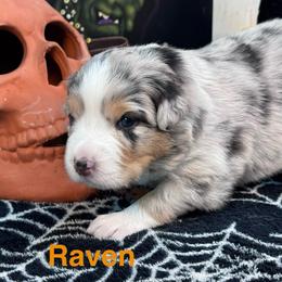 Raven - Blue merle female Australian Shepherd puppy in Wrightstown, New Jersey from Hartzland Farm Australian Shepherds