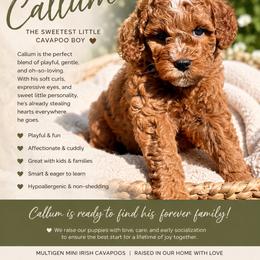 Cavapoo Puppies from The Doodle Den