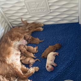 Happy - Ruby female Cavalier King Charles Spaniel puppy in Eatontown, New Jersey from NJ Cavalier King Charles Breeder