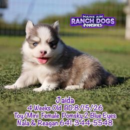Jaida - Blue female Pomsky puppy in Humeston, Iowa from M.A.R. Dogs