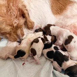 Girl 1 - Piebald female Dachshund puppy in Lakeland, Florida from Elite Doxies Florida