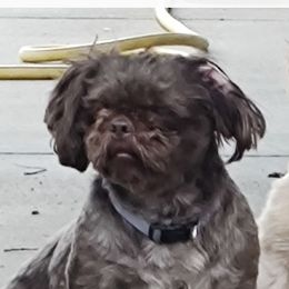 Draco - Shih Tzu