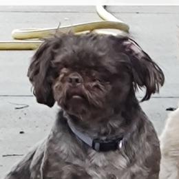 Draco - Shih Tzu