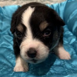 Coal - Black tri male Miniature American Shepherd puppy in Ballico, California from SierraVu Minis