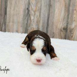 Penelope - Brown female Bernedoodle puppy in Wamego, Kansas from Doodles of Oz