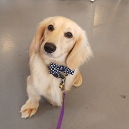 Kermit - Dachshund