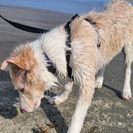 Border Collie Puppies from Collie Wood Hills