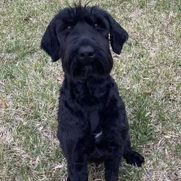 Winston - Giant Schnauzer