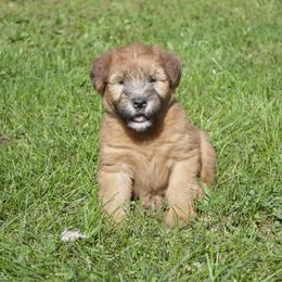 Oak - Wheaten male Soft Coated Wheaten Terrier puppy in Kirksville, Missouri from Ironwood Ridge Kennels