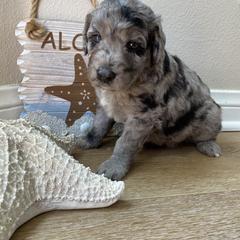Aussiedoodle and Double Doodle Puppies from Amazing Aussiedoodle and Double Doodles