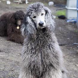 Poodles from Hillside Standard Poodles