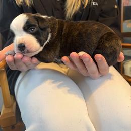 Dark, flashy brindle - Brindle male Boxer puppy in Newark, Ohio from S & B Boxers