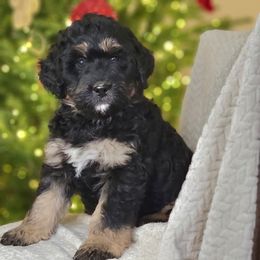 Merry - Phantom female Bernedoodle puppy in Shelton, Washington from NW Bernedoodles of Washington