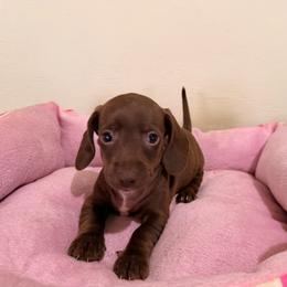 Sweetie - Chocolate female Dachshund puppy in Magnolia, Texas from Carrie’s Countryside Dachshunds
