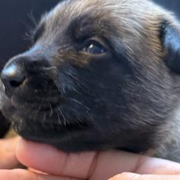 Boy 6 - Fawn male Belgian Malinois puppy in Franklin, Virginia from Morning Star Malinois