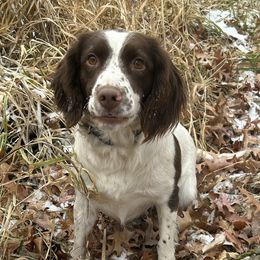 Reba - English Springer Spaniel