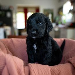 Goldendoodle puppies from Alex's Goldendoodles
