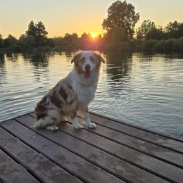 Pheonix - Australian Shepherd