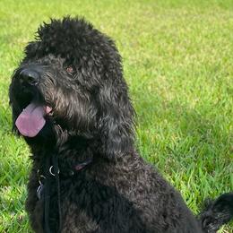 Goldendoodles from SOMIDOODLES