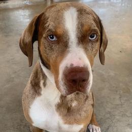 Gunner - Red merle male Catahoula Leopard Dog puppy in Gadsden, Alabama from Rich Cat’s