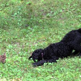Curly-Coated Retriever Puppies from Podunk CCRs in partnership with Stapaules/Thompson