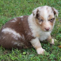 Celina - Red merle female Australian Shepherd puppy in Kansas, Oklahoma from Windy G Farm