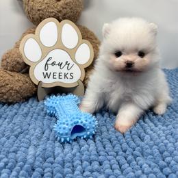 Swiss - White male Pomeranian puppy in Concord, California from Eelan’s Poms