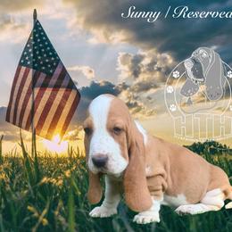 Sunny - Lemon and white female Basset Hound puppy in Dingess, West Virginia from Tuckers' Howling Hounds