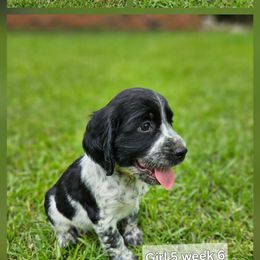 Girl 5 - Black white and tan female English Springer Spaniel puppy in Lakeland, Georgia from A&N Hobby Farm