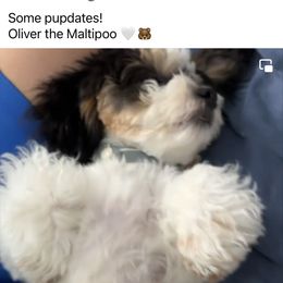 Maltipoo and Poodle Puppies from GG’s Maltipoos and Toy Poodles